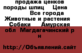 продажа ценков породы шпиц  › Цена ­ 35 000 - Все города Животные и растения » Собаки   . Амурская обл.,Магдагачинский р-н